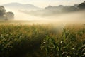 Corn field in morning mist