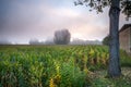 Corn field in the morning mist Royalty Free Stock Photo