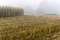 Corn field in morning mist - France Royalty Free Stock Photo