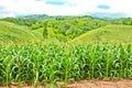 Corn field on the mountain Royalty Free Stock Photo