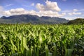 Corn field mountain Royalty Free Stock Photo