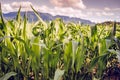Corn field mountain in the evening. Royalty Free Stock Photo