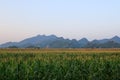 Corn field and mountain