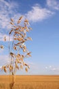 Corn field (oat) Royalty Free Stock Photo