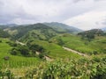 Corn field over rice terraces at Mu cang chai, Vietnam Royalty Free Stock Photo