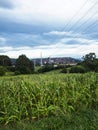 Corn field overgrown with high voltage lines heading towards a power plant, sustainability and economy concept Royalty Free Stock Photo