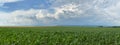 Corn Field Panorama Royalty Free Stock Photo