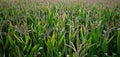 Corn field panorama, backlighted tassles green and gold Royalty Free Stock Photo