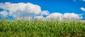 Corn field panorama with blue sky Royalty Free Stock Photo