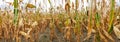 Corn field panorama with corn plants Royalty Free Stock Photo