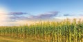 Corn Field Royalty Free Stock Photo