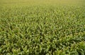 Corn field plantation aerial Royalty Free Stock Photo