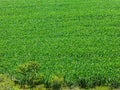 Corn field plantation in Brazil - green pattern abstract Royalty Free Stock Photo