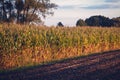 Corn field in Poland Royalty Free Stock Photo