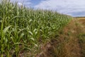 Corn field in Poland Royalty Free Stock Photo