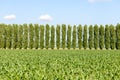 Corn field and poplars near Mortara (Italy) Royalty Free Stock Photo