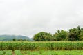 Corn field and rains fog