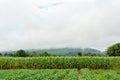 Corn field and rains fog