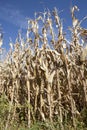 Corn Field Ready for Harvest Royalty Free Stock Photo