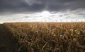 Corn field ready for harvesting