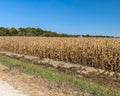 Corn field ready for picking Royalty Free Stock Photo