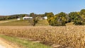 Corn field ready for picking with farmstead looking on. Royalty Free Stock Photo