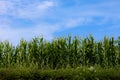 Corn field ready to bear fruit Royalty Free Stock Photo