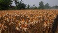 Corn field ready to harvested Royalty Free Stock Photo