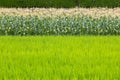 Corn field and rice field