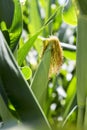 Corn field with ripe ears Royalty Free Stock Photo