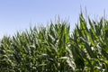 Corn field with ripe ears Royalty Free Stock Photo