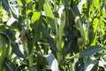 Corn field with ripe ears Royalty Free Stock Photo