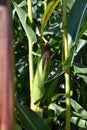 Corn field with ripe ears Royalty Free Stock Photo