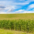 Corn field with ripe ears corn and blue sky