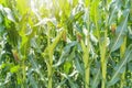 A green field of corn growing up at Israel Royalty Free Stock Photo