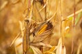 Corn field. Ripened dry yellow corn, harvest time. Corn season