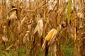 Corn field. Ripened dry yellow corn, harvest time. Corn season Royalty Free Stock Photo