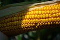 Corn in the field during the ripening period. cobs filled with coarse grain Royalty Free Stock Photo