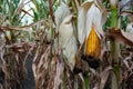Corn in the field during the ripening period. cobs filled with coarse grain Royalty Free Stock Photo