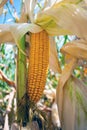 Corn in the field during the ripening period. cobs filled with coarse grain Royalty Free Stock Photo