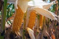 Corn in the field during the ripening period. cobs filled with coarse grain Royalty Free Stock Photo