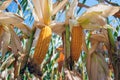 Corn in the field during the ripening period. cobs filled with coarse grain Royalty Free Stock Photo