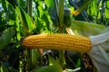 Corn in the field during the ripening period. cobs filled with coarse grain Royalty Free Stock Photo