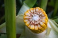 Corn in the field during the ripening period. cobs filled with coarse grain Royalty Free Stock Photo