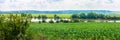 Corn field by the river, panorama. Growing corn Royalty Free Stock Photo