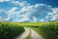 Corn field and a road in the middle of the picture. Background with blue sky and white clouds. AI generated
