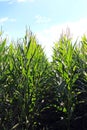 Corn field, rows of corn plants Royalty Free Stock Photo