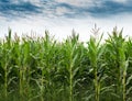 Corn Field Royalty Free Stock Photo