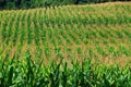 Corn Field Royalty Free Stock Photo