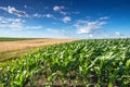 Corn Field Royalty Free Stock Photo